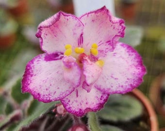 New Year's Eve African Violet live plant, young pre-finished starter in a 4" pot | 2 plants required per order |