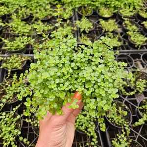 Pilea depressa &#39;tiny baby tears&#39; in a 4&quot; pot | 2 plants required per order |