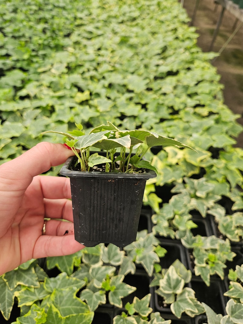 FreshFromGreenhouse English Ivy Plant - Thumbnail 4