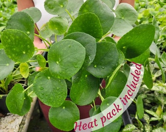 LIVE Pilea Peperomioides, Pilea plant, Pilea peperomia plant 4" pot - live Chinese money plant | 2 plants required per order |