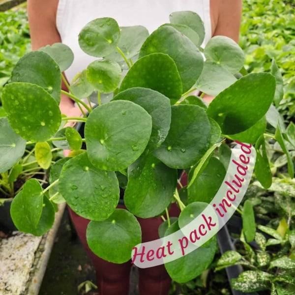 LIVE Pilea Peperomioides, Pilea plant, Pilea peperomia plant 4" pot - live Chinese money plant | 2 plants required per order |