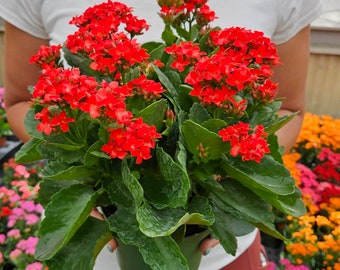 LIVE Kalanchoe blooming plant 4.5" pot ,flaming katy flowering Kalanchoes Houseplant succulent , Red flower *2 item minimum on orders*