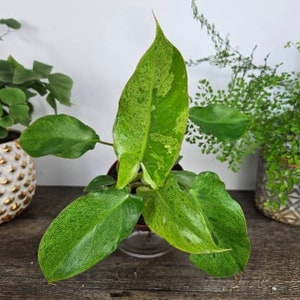 Philodendron paraiso verde plant, paraiso verde philodendron plant, variegated philodendron 4&quot; plant | 2 item minimum on orders