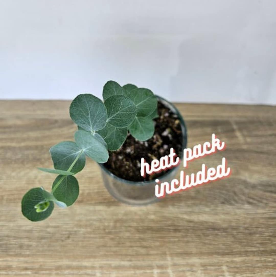 Live Eucalyptus Plant in a 4 Pot, Small Starter Plant 2 Plants Required