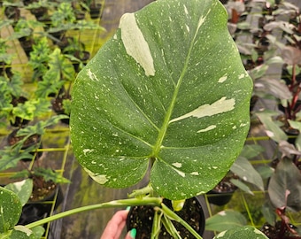 Monstera plant, Thia constellation variegated live tropical plant in a 6" pot