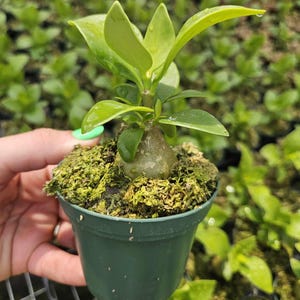 Ant Plant in a 3&quot; pot, live Hydnophytum papuanum rare plant *2 plant minimum per order*
