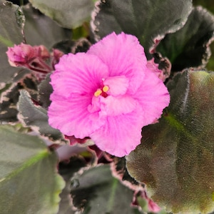 May include: Close-up of a vibrant pink African violet flower in full bloom. The flower has multiple layers of delicate petals with a yellow center. The surrounding leaves are dark green with a light pink and white edge.