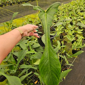 Puede incluir: Una planta grande, de color verde oscuro, con una hoja prominente y alargada se sostiene en una maceta negra. La hoja tiene una superficie texturizada con venas visibles. El fondo muestra un invernadero con filas de plantas.