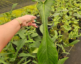 Philodendron Joepii Live Plant in 6" Pot | Rare Tropical Philodendron Houseplant | Collector Aroid Plant | 2 Plant Minimum
