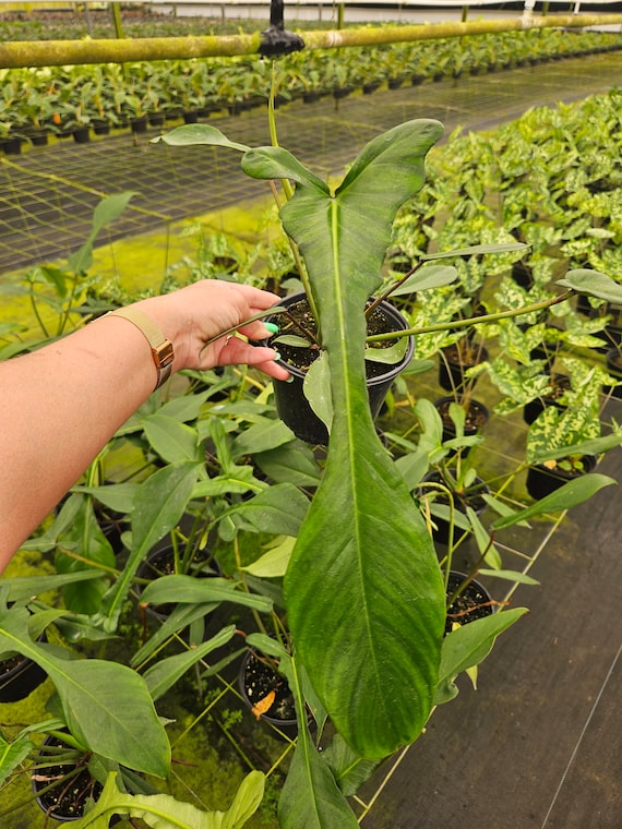 Philodendron Joepii Live Plant in 6" Pot | Rare Tropical Philodendron Houseplant | Collector Aroid Plant | 2 Plant Minimum