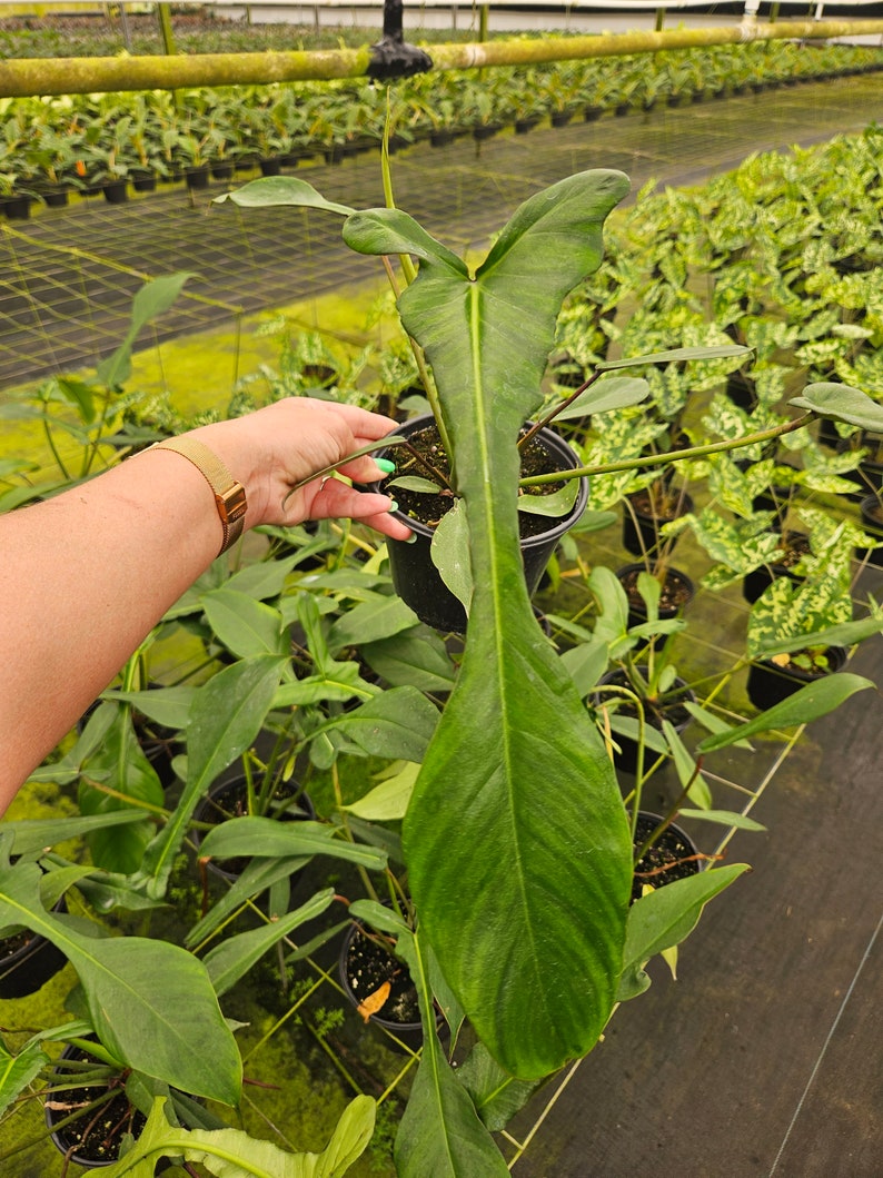 Puede incluir: Una planta grande, de color verde oscuro, con una hoja prominente y alargada se sostiene en una maceta negra. La hoja tiene una superficie texturizada con venas visibles. El fondo muestra un invernadero con filas de plantas.