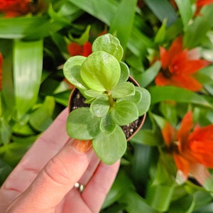 Peperomia Hope plant in a 2&quot; miniature pot, live trailing peperomia plant, Round plant, rotundifolia plant | 2 plants required per order |