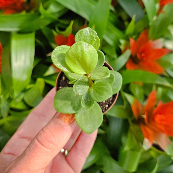 Peperomia Hope plant in a 2" miniature pot, live trailing peperomia plant, Round plant, rotundifolia plant | 2 plants required per order |