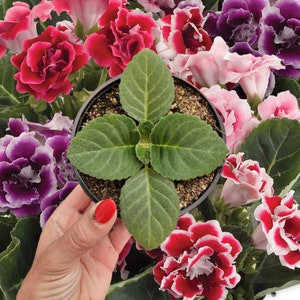May include: A close-up of a green leafy plant in a black pot surrounded by pink, purple, and white flowers. The plant has five large leaves and is growing in a pot with dark soil.