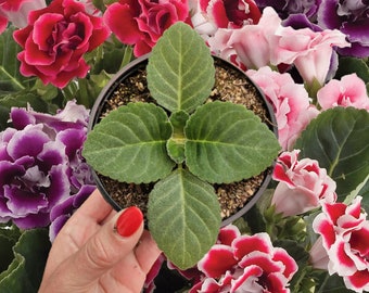 Gloxinia live plant, young starter plant in a 5" pot, Mystery color | 2 plants required per order |