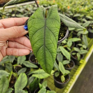 Alocasia Scalprum in a 4&quot; pot live plant, Macrorrhiza | 2 plants required per order |