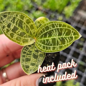 Lighting Bolt Jewel orchid plant starter plug | plant lover gift | rare tropical houseplant | 2 plants required per order