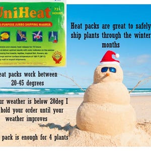 Pode incluir: Um aquecedor de envio jumbo multiusos UniHeat verde e amarelo com um boneco de neve com &oacute;culos de sol e um chap&eacute;u de Papai Noel numa praia. O texto no aquecedor diz "UniHeat 724 Horas Aquecedor de envio jumbo multiusos". O texto abaixo do boneco de neve diz "Os pacotes de calor s&atilde;o &oacute;timos para enviar plantas com seguran&ccedil;a durante os meses de inverno".