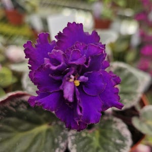 Lyon's Private Dancer African Violet live plant, young pre-finished starter in a 4" pot | 2 plants required per order |
