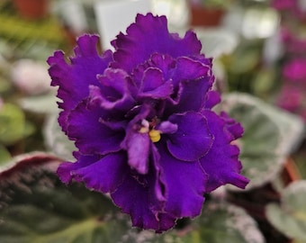 Playful Kisses African Violet Live Plant, Young Pre-finished