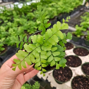 Fern plant, Bronze Maidenhair fern plant in a 4" pot, Adiantum hispidulum Bronze venus Fern | 2 plants required per order |