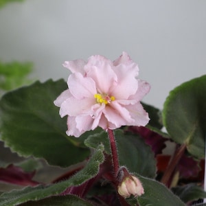 May include: A pink African violet with yellow center blooms and green leaves.
