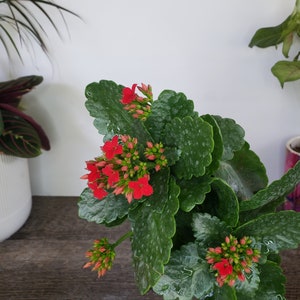 LIVE Blooming Kalanchoe blossfeldiana plant 4.5 pot, flaming katy flowering Kalanchoes, Live potted plant, 2 item minimum on orders image 2