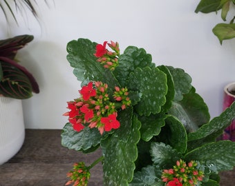 LIVE Kalanchoe blooming plant 4.5" pot flaming katy flowering Kalanchoes Houseplant succulent , Red flower *2 item minimum on orders*