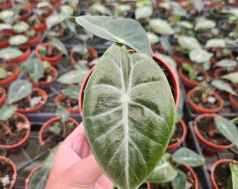 Alocasia Pink Dragon live plant in a 4" pot | 2 plants required per order |