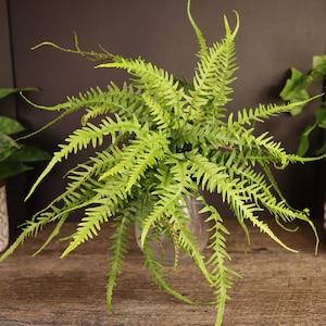 Dragon’s Tail Fern – Rare Asplenium ebenoides 4&quot; | Live Tropical Houseplant | 2 Item Minimum