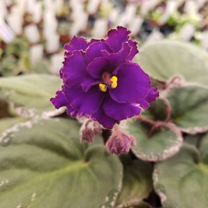 Lyon&#39;s Private Dancer African Violet live plant, young pre-finished starter in a 4&quot; pot | 2 plants required per order |