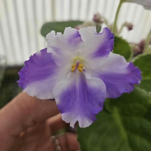K's Lilac Infusion African Violet live purple plant, young pre-finished starter in a 4" pot | 2 plants required per order |