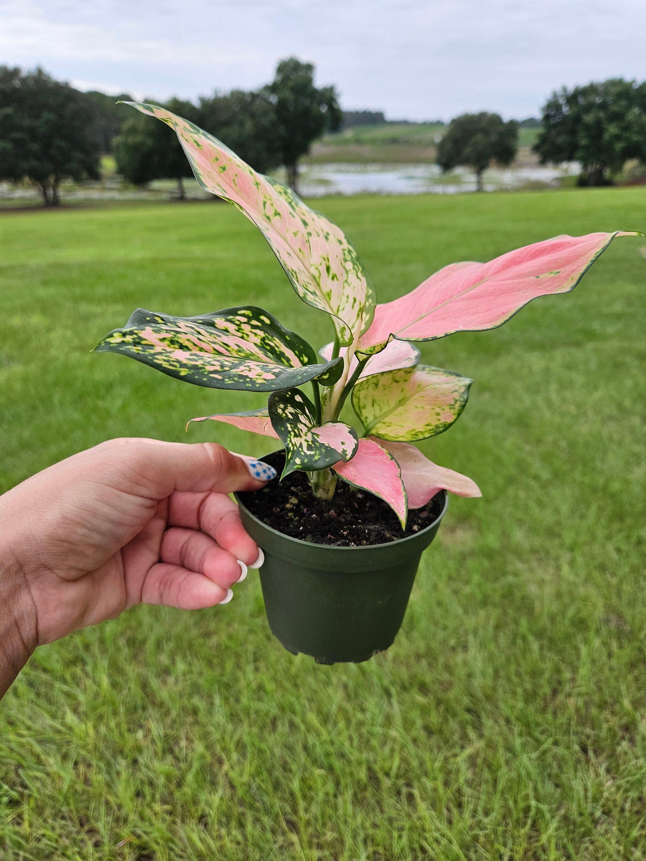 Aglaonema Multi Color ？ Aglaonema Thai Hybrid in 8” ceramic planter – Plantoem