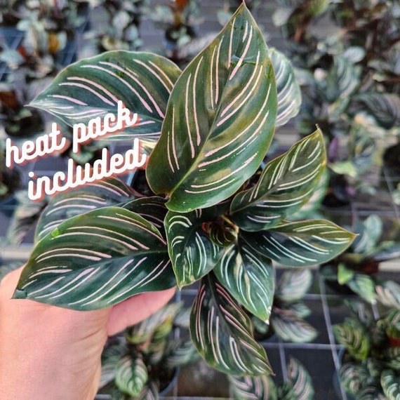 Pin Stripe Calathea - Live Plant in a 4 Inch Pot - Calathea Ornata -  Beautiful Easy to Grow Air Purifying Indoor Plant 