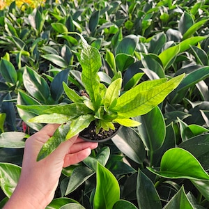 May include: A small green plant with long, narrow leaves in a black plastic pot. The plant is being held by a hand in front of a background of many other green plants.