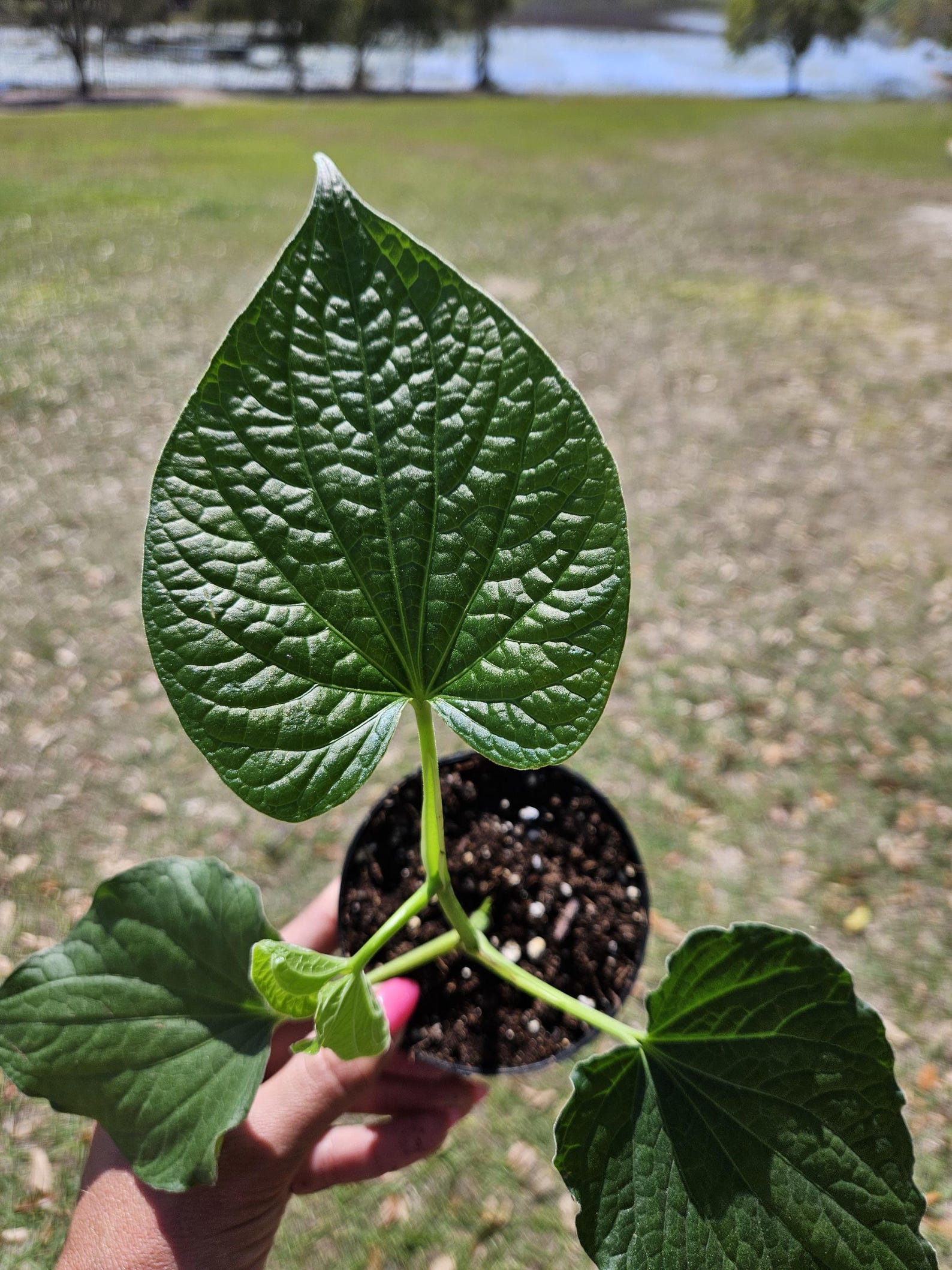 Pepper Plant, Piper Methysticum Kava Kava 