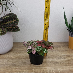 May include: A small polka dot plant with variegated pink, red, and green leaves in a black plastic pot. A yellow measuring tape stands vertically behind the plant, indicating a height of approximately 5.5 inches from the base of the pot.
