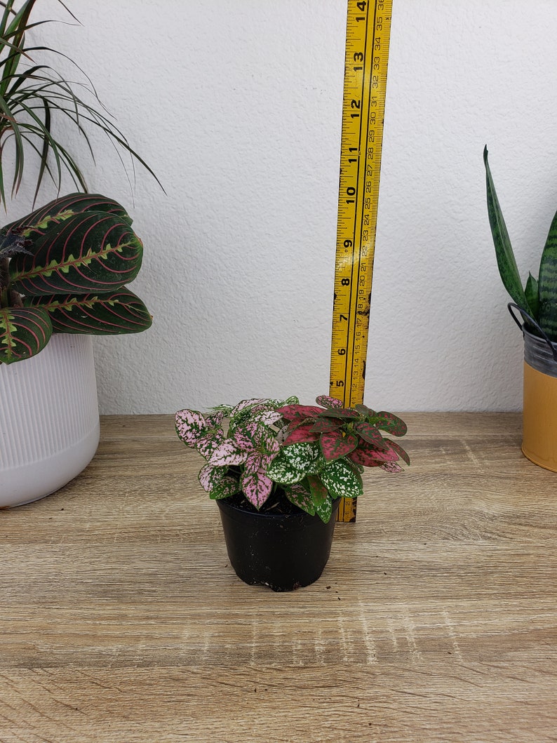 May include: A small polka dot plant with variegated pink, red, and green leaves in a black plastic pot. A yellow measuring tape stands vertically behind the plant, indicating a height of approximately 5.5 inches from the base of the pot.