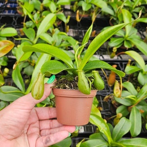 Pitcher plant in a 3&quot; pot, Nepenthes St Gaya live carnivorous plant  | 2 plants required per order |
