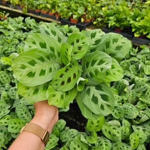 Maranta in a 4&quot; pot, Prayer Plant Maranta Leuconeura green plant |  2 item minimum on orders