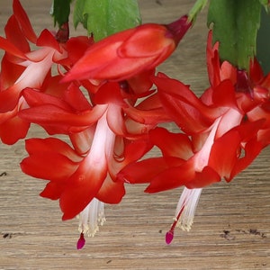 Thanksgiving Cactus in a 1&quot; starter plug, live Holiday Christmas cactus  | plant lover gift | 2 plants required per order