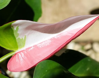 May include: Close-up of a vibrant leaf with a striking color gradient. The leaf transitions from a bright green base to a soft pink center, edged with a deep red border. White patches add contrast. A botanical theme.
