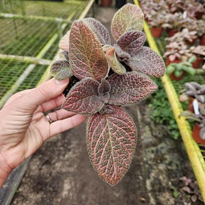 Episcia Flame Violet, Pink Gator Live Plant 4" Pot | Gesneriad Houseplant | Trailing Indoor Plant | Rare Foliage Plant | 2-Plant Minimum