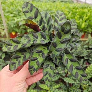 Rattlesnake Calathea plant, live black spotted plant in a 4" pot | 2 plants required per order |
