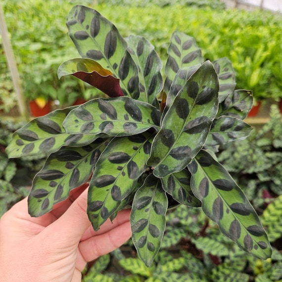 Rattlesnake Calathea Live Tropical Plant in 4 Pot | Rare Calathea  Lancifolia | Unique Indoor Plant Gift | 2 Plants Required - Etsy sterreich