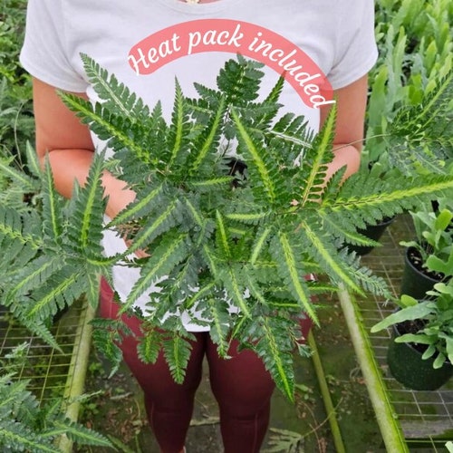 East Indian Holly fern plant variegated live fern plant Arachniodes simplicior 'Variegata' in a 4" pot | 2 plants required per order |