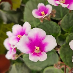 8e Phnom Penh African Violet live plant in a 4&quot; pot, pink african violet plant *2 item minimum on orders*