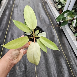 Philodendron Snow Drift plant in a 4&quot; pot, live rare tropical philodendron houseplant  | 2 plants required per order |