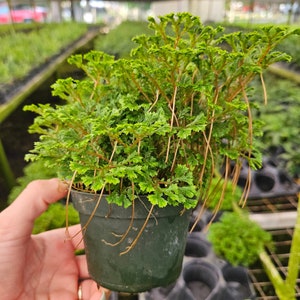 May include: A small green plant with long, thin stems and delicate leaves growing in a dark green plastic pot. The plant is being held by a hand.