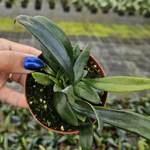 Fern plant, Blue Oil fern in a 4&quot; pot, fern live plant | 2 plants required per order |